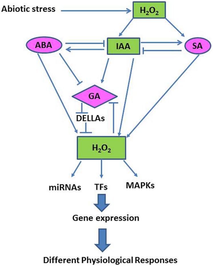 FIGURE 4