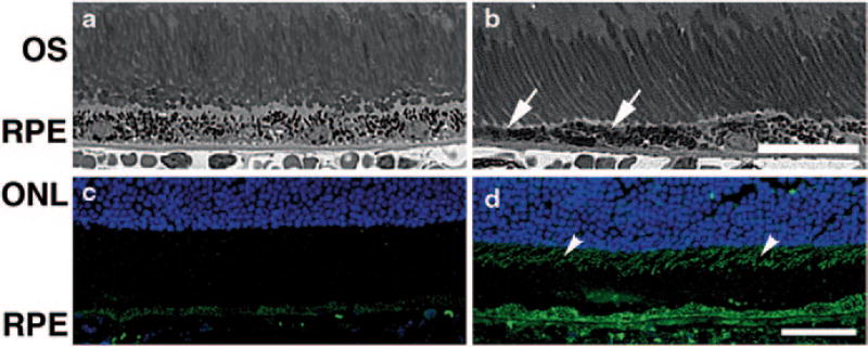 Fig. 81.3