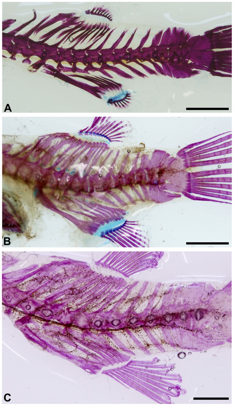 Figure 13