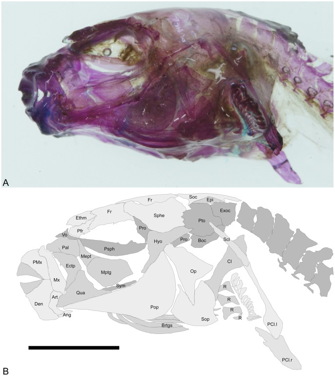 Figure 7