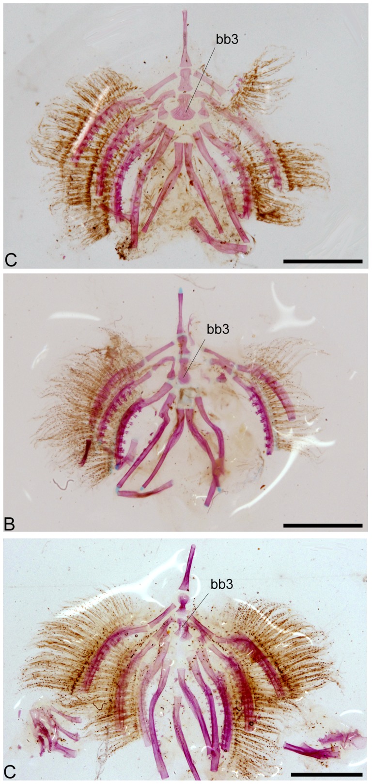 Figure 11