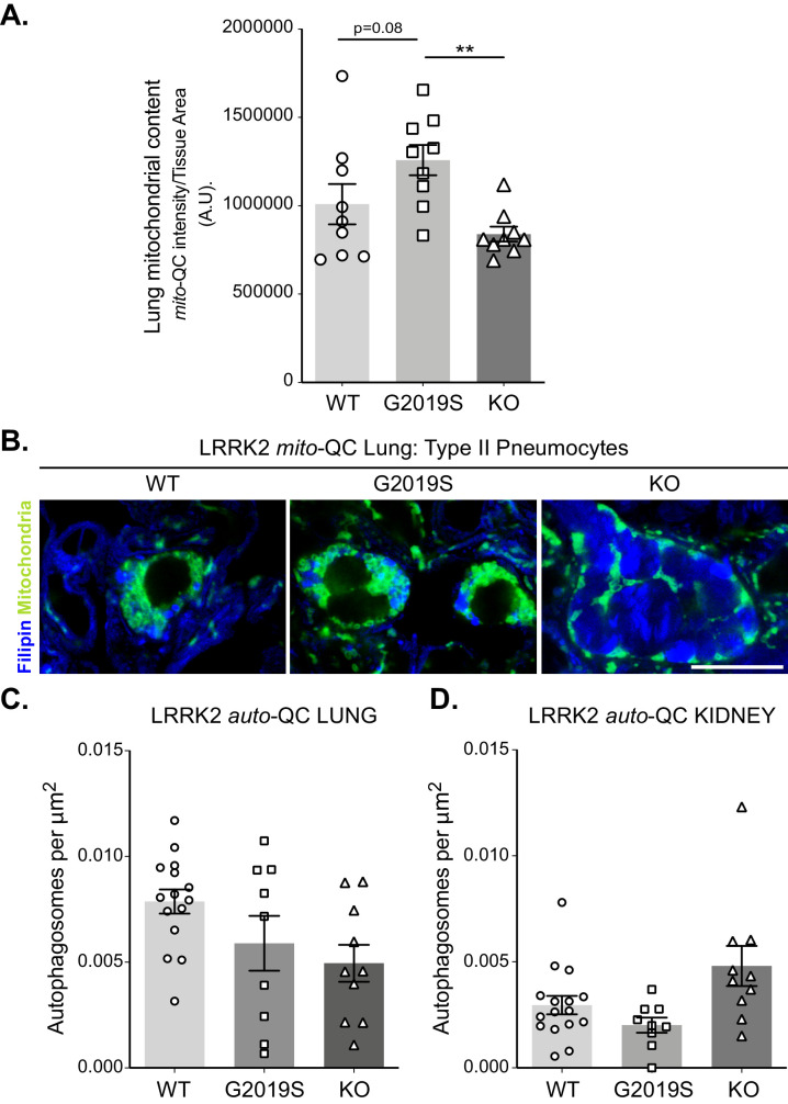 Figure 4—figure supplement 1.