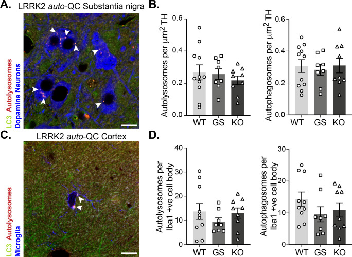 Figure 3—figure supplement 1.