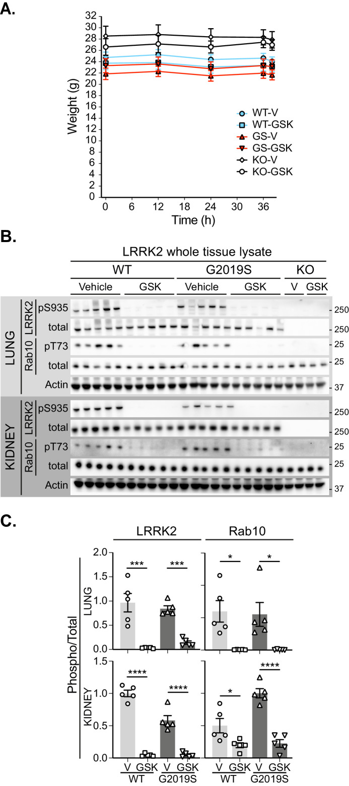 Figure 5—figure supplement 1.