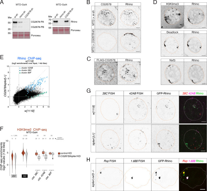 Figure 3—figure supplement 1.