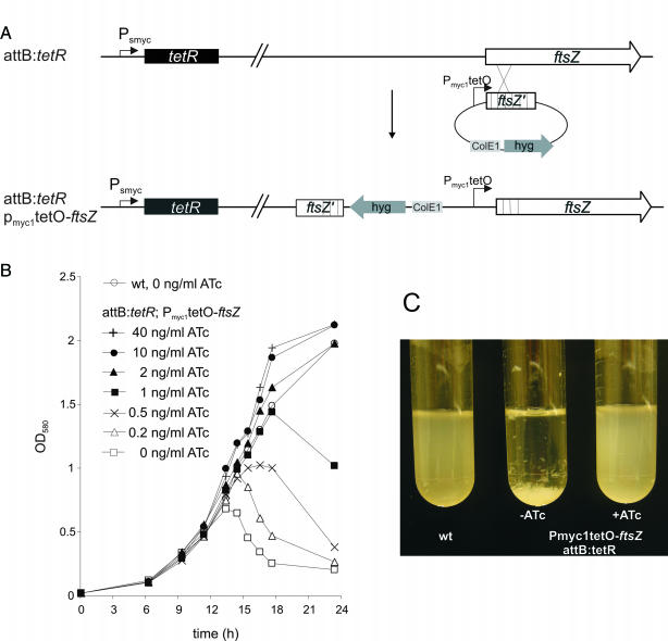 Figure 5