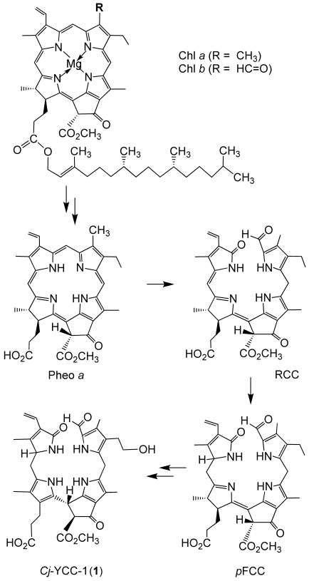 Scheme 1