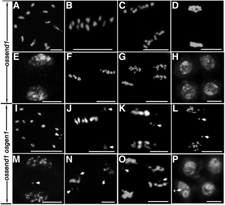 Figure 10.