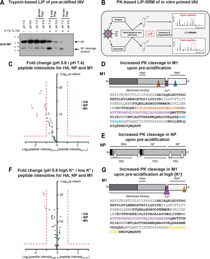 FIG 6