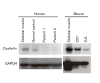 Immunoblot analysis of human and mouse fibroblasts using an anti-dysferlin antibody