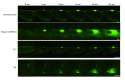 Membrane repair assay of human and mouse fibroblasts