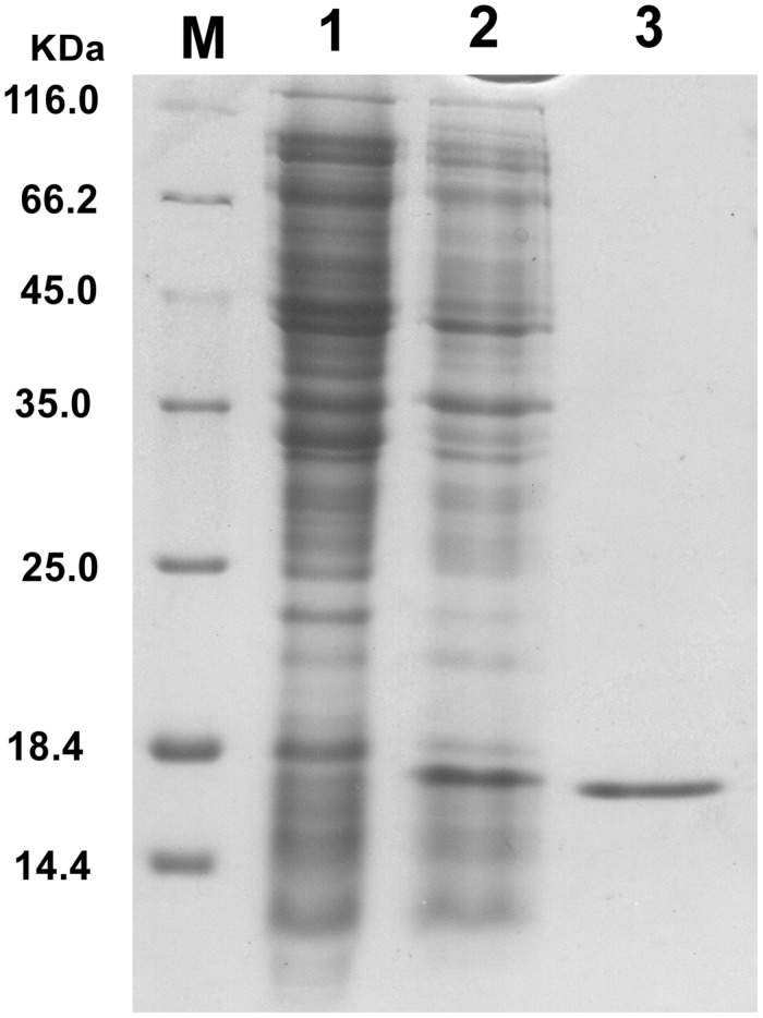 FIGURE 2