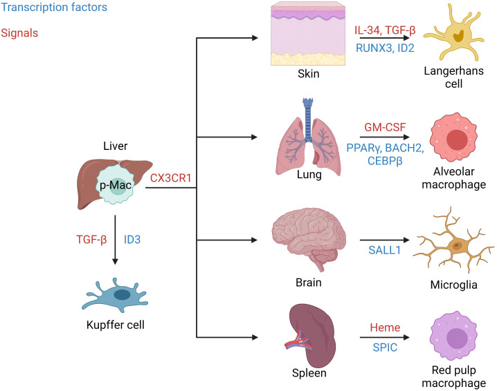 Figure 1