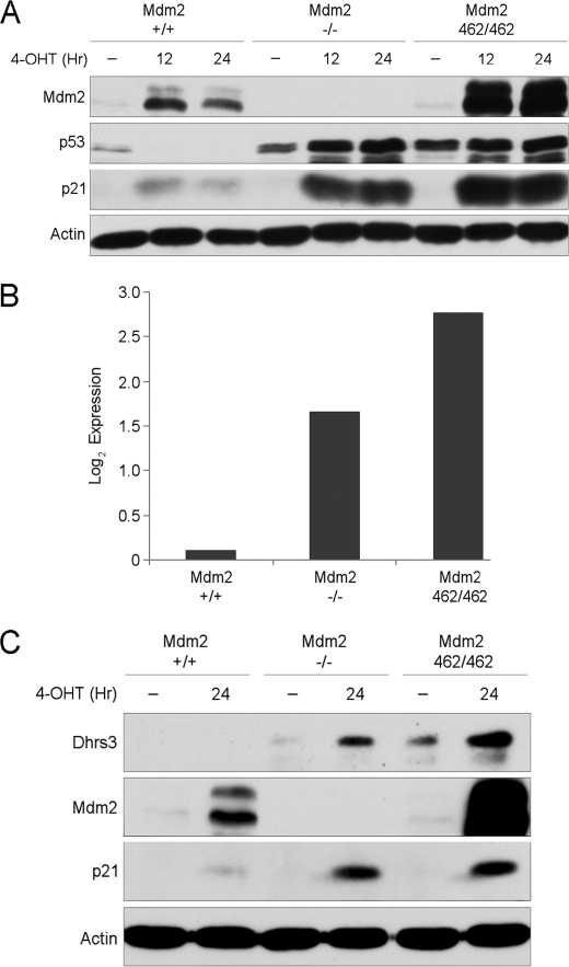 FIGURE 1.