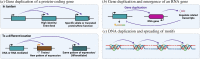 Gene duplication can have immediate effects on the genome. (A).