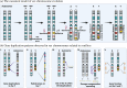 (A). The canonical model of the evolution of sex chromosomes: evolution of a sex-determining system, evolution of linkage with alleles with sex-specific effects and degeneration and divergence in steps/strata due to the lack of recombination.