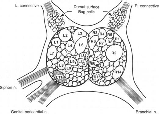 graphic file with name pnas00616-0380-a.jpg