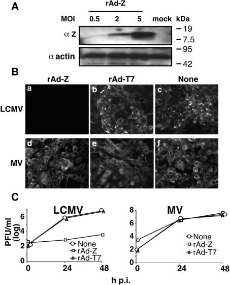 FIG. 1.