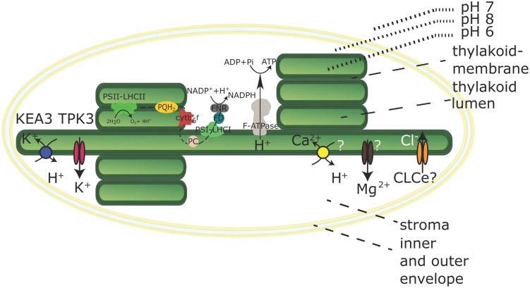 FIGURE 1