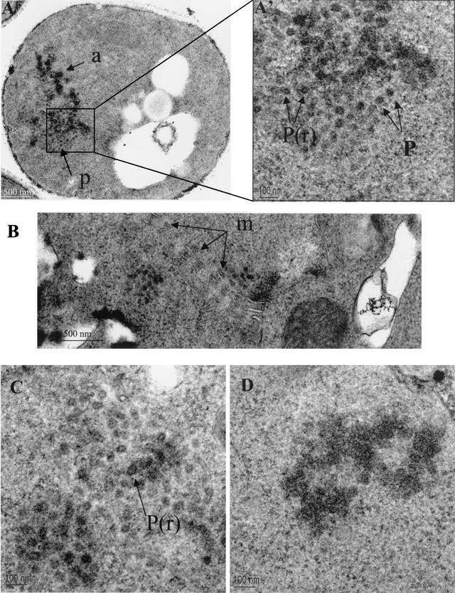 FIG. 5.