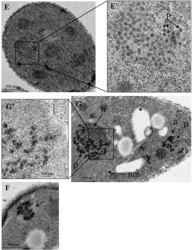 FIG. 5.