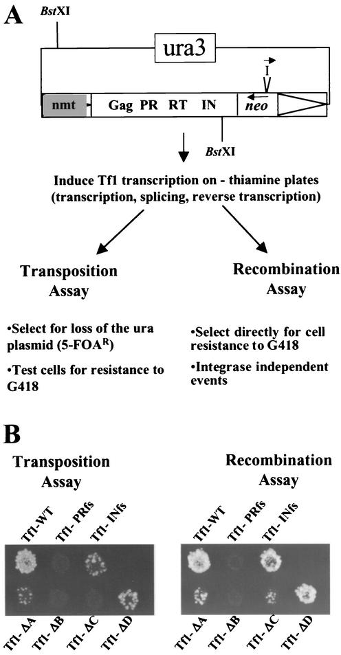 FIG. 2.