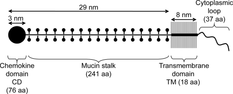 FIGURE 1.