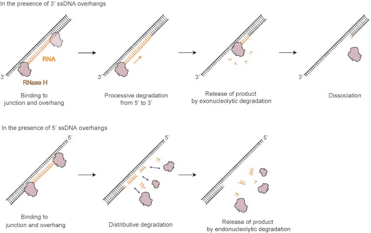 Graphical Abstract