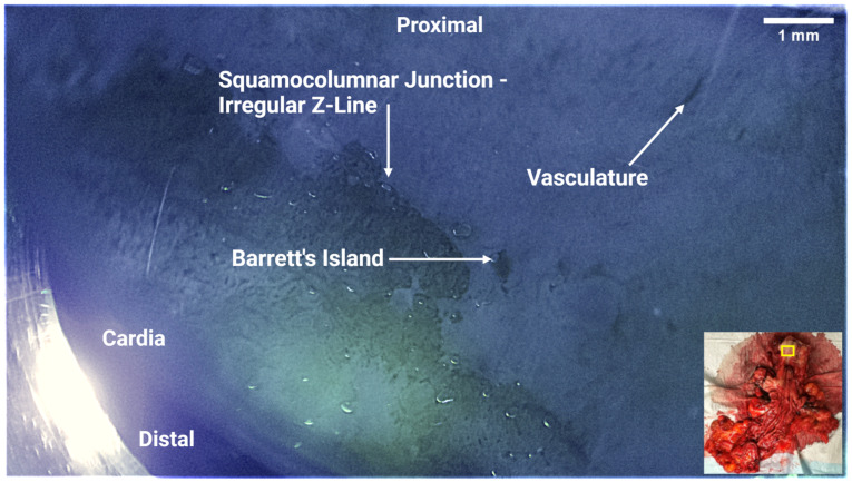 Figure 7