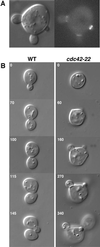Fig 1.