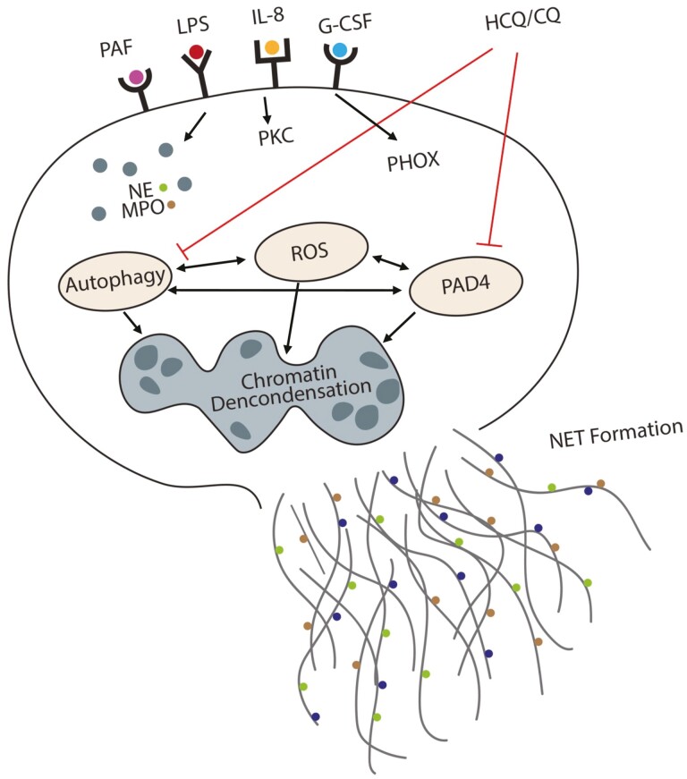 Graphical Abstract