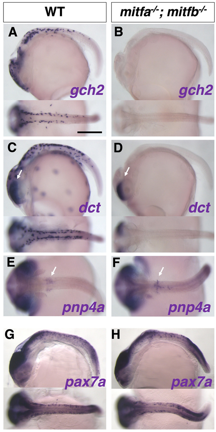 Fig. 9.