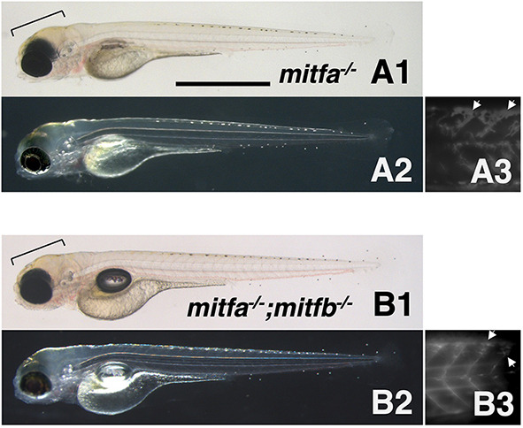 Fig. 10.