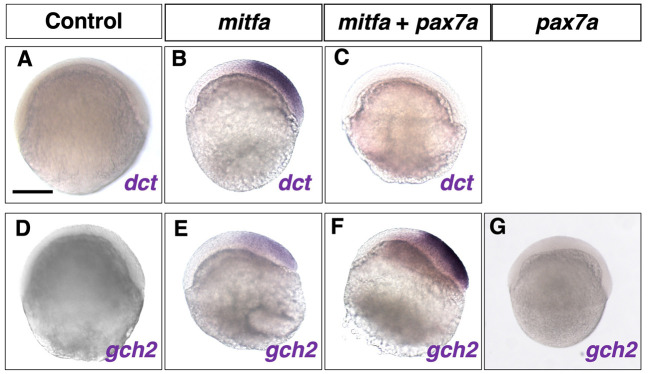 Fig. 7.