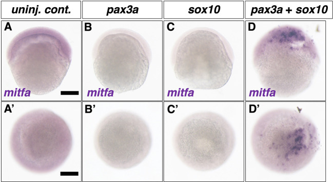 Fig. 6.