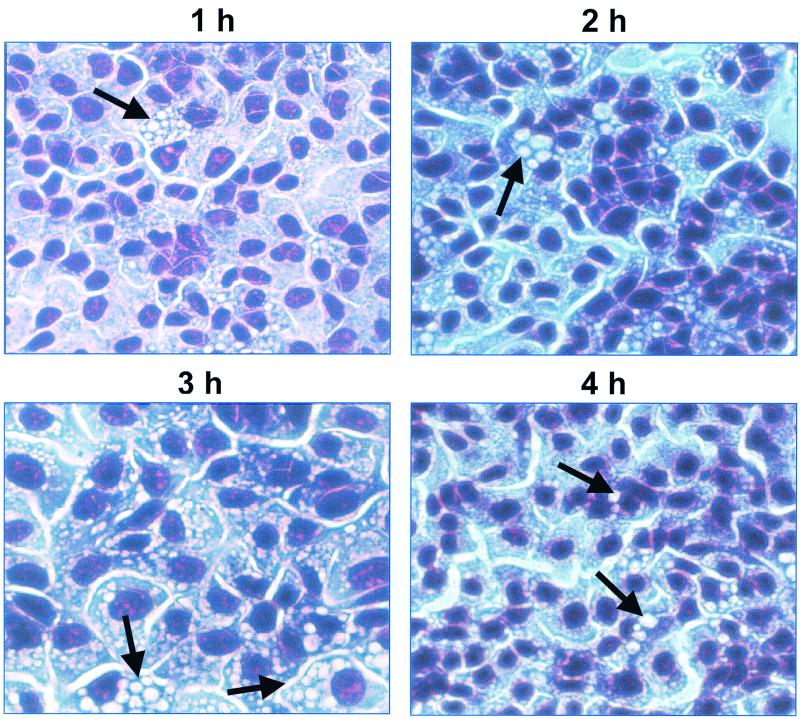 FIG. 3.