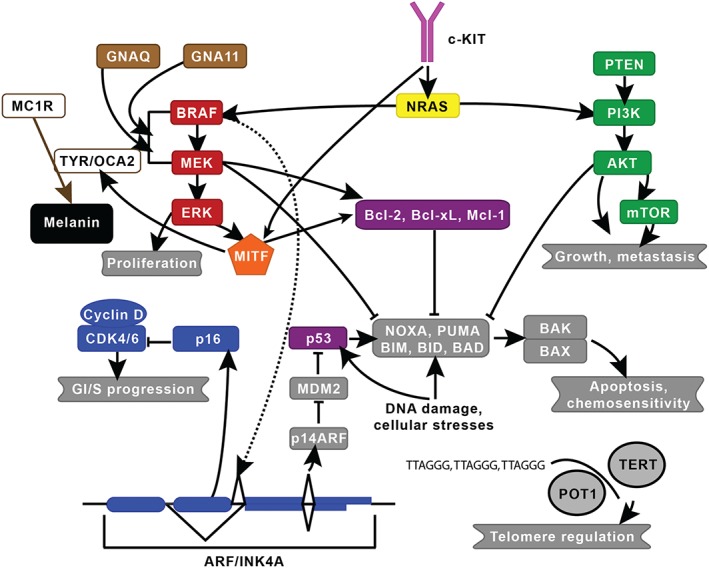 PATH-4632-FIG-0001-c