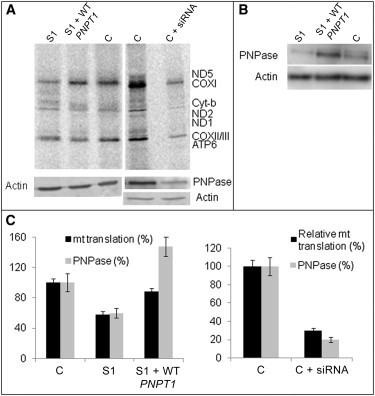 Figure 5