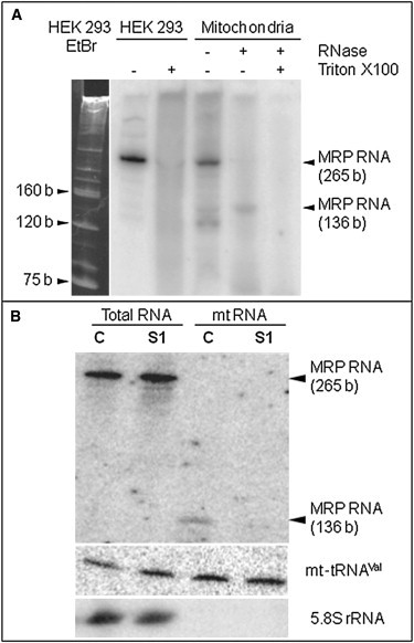 Figure 4