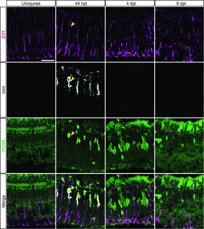 Figure 3—figure supplement 2.