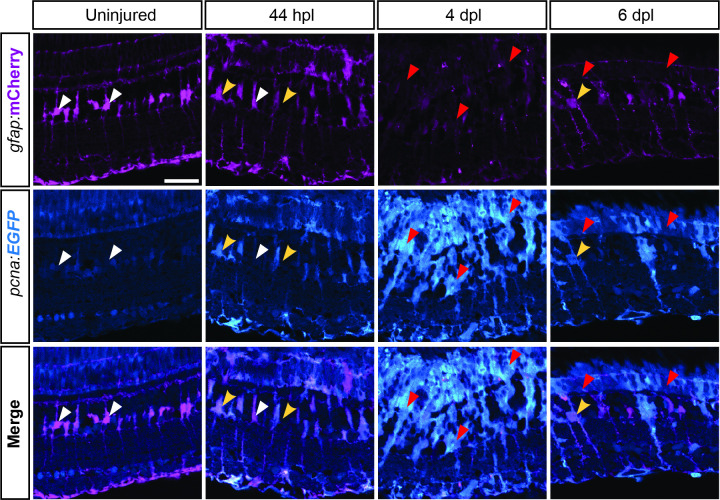 Figure 1—figure supplement 2.