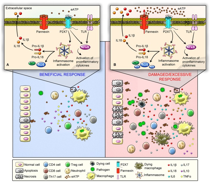 The P2X7 Receptor in Inflammatory Diseases: Angel or Demon? - PMC