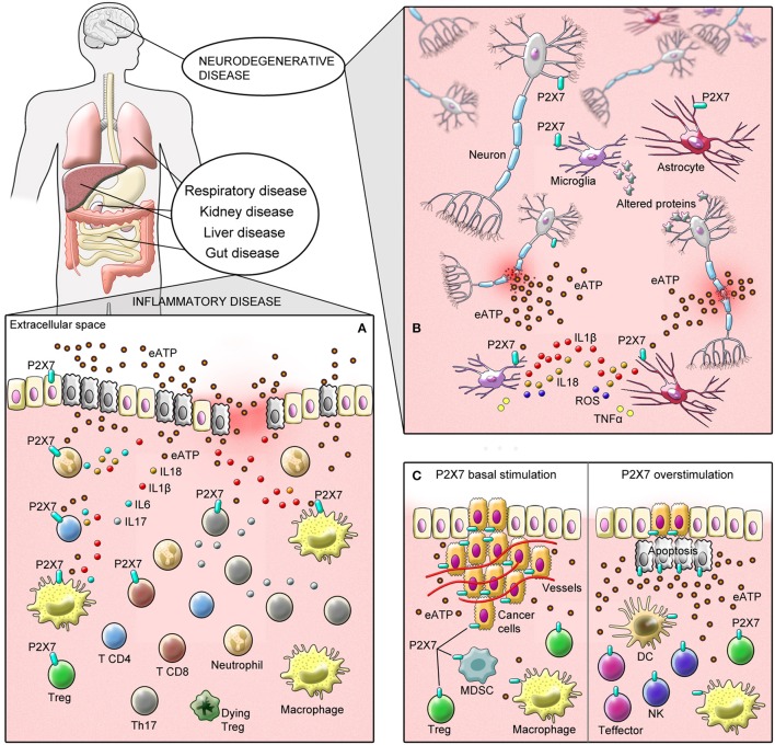 The P2X7 Receptor in Inflammatory Diseases: Angel or Demon? - PMC