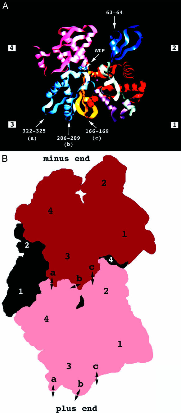 Fig. 1A.