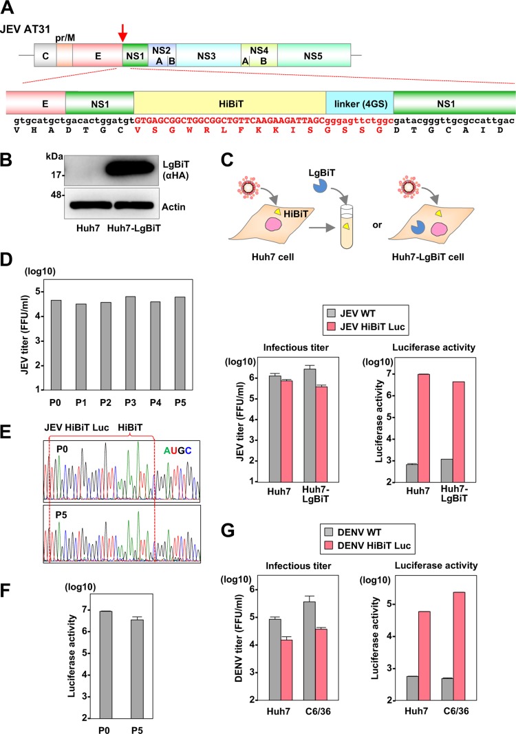 FIG 3