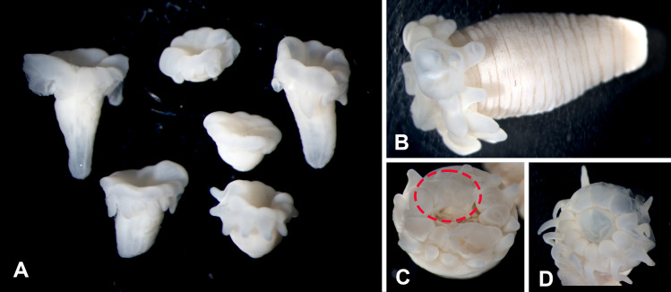Fig 4