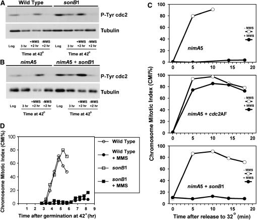 Figure 3.—