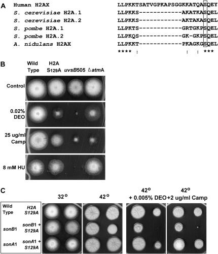 Figure 7.—