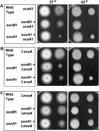 Figure 4.—