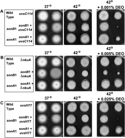 Figure 6.—